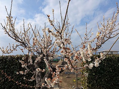 伊勢原市ピアノ教室、ピアノが好き、子供の習い事